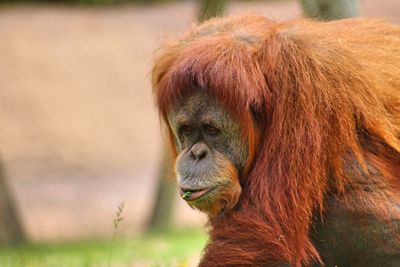 Close-up of orangutan