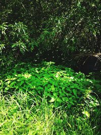 Scenic view of forest