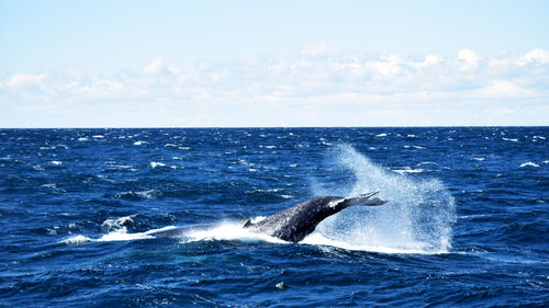 Whale tail watching