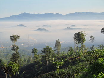 Scenic view of trees and mountains against sky