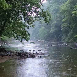 Scenic view of river in forest