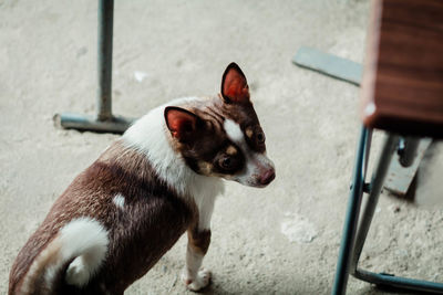 Close-up of dog looking at camera