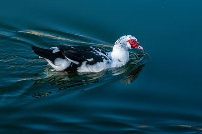 Duck swimming in a lake