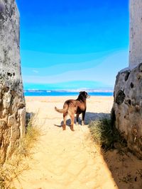 View of a dog on beach
