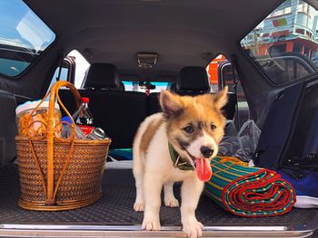 Dog sitting in car