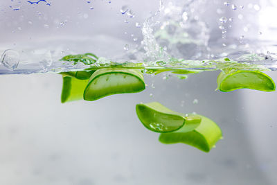 Aloe vera falls in the water.