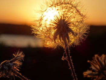 Close-up of wilted dandelion against sky during sunset