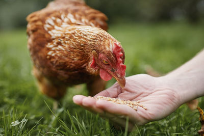 Cropped image of man feeding chicken on field