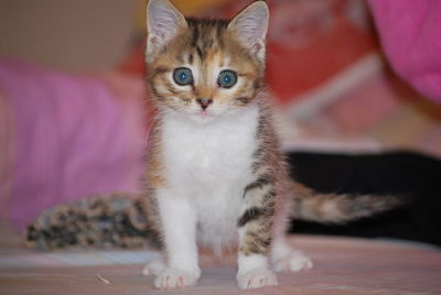 Portrait of kitten sitting