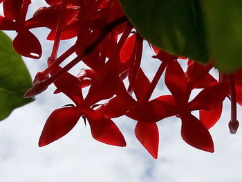 Close-up of christmas tree against sky