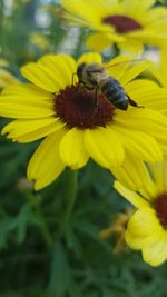 Close-up of honey bee on yellow flower