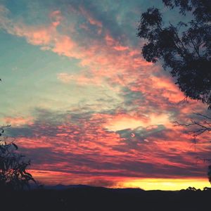 Silhouette of trees at sunset