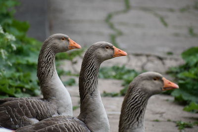 Close-up of goose