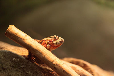 Close-up of lizard on tree