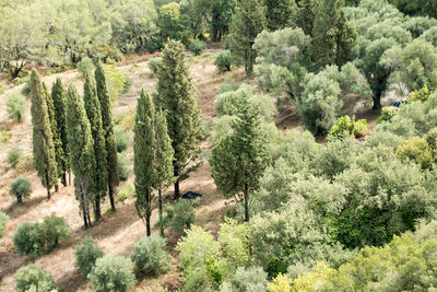 High angle view of pine trees in forest