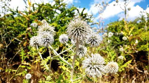 Close-up of white flowering plants on land