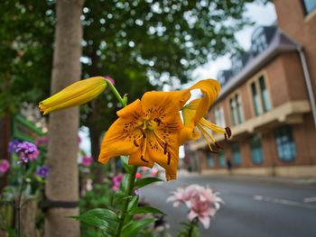 Close-up of yellow flowering plant