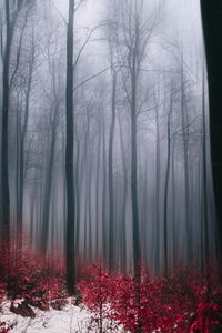 Bare trees in forest during winter