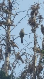 Low angle view of bird perching on tree against sky