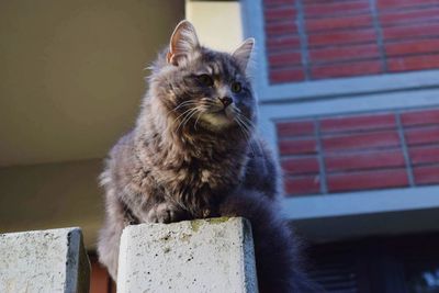 Portrait of cat sitting outdoors
