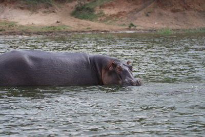 Hippopotamus in a river