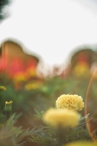 Close-up of flowering plants on field