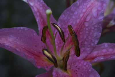 Close-up of raindrops on pink day lily blooming outdoors