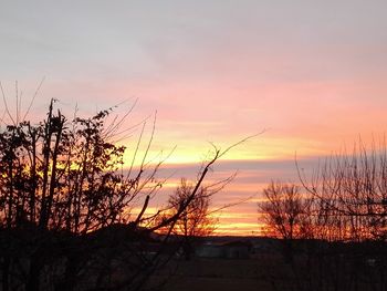 Silhouette bare trees and plants against sky during sunset