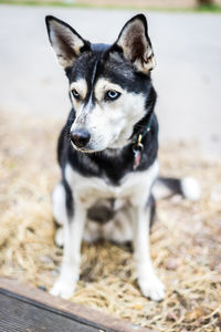 Close-up portrait of dog