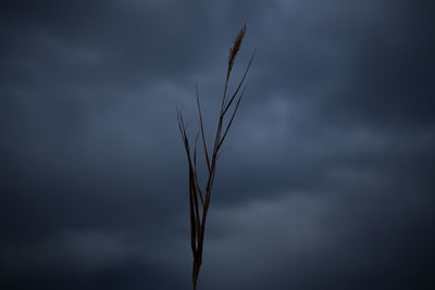 Close-up of plant against sky