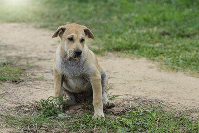 Portrait of dog sitting on field