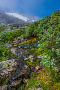 Scenic view of stream amidst trees against sky