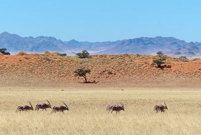 View of animals on field against sky