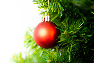 Close-up of christmas tree on plant