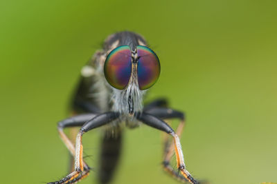 Macro shot of fly on leaf