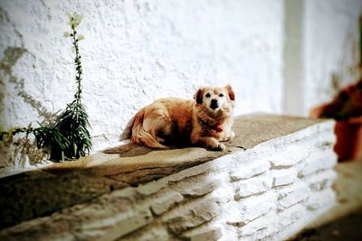 Portrait of a dog looking away