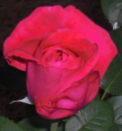 Close-up of pink rose