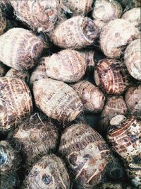Full frame shot of seashells