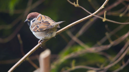 Close-up of bird perching on branch