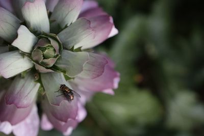 Close-up of insect on pink flower