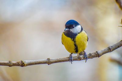 Close-up of bird perching on branch