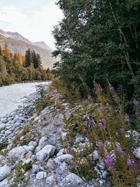 View of plants growing on snow covered land