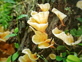 Close-up high angle view of flowers