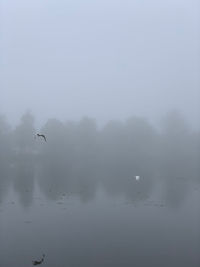 Birds flying over lake