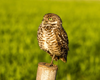 Close-up of owl perching on wooden post