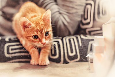 Cat sitting on carpet at home