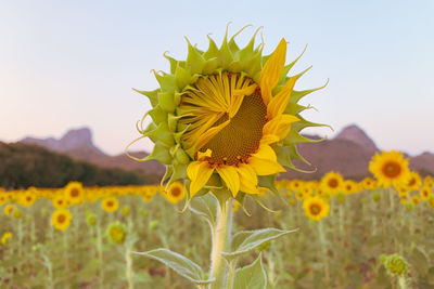 Close-up of yellow flowering plant on field