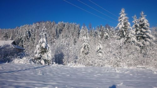 Snow covered trees on field against clear blue sky