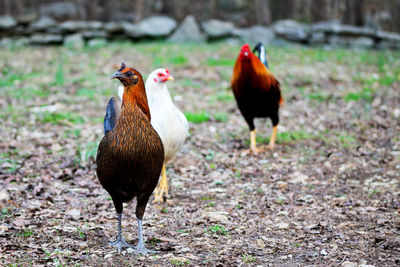 Close-up of rooster on field