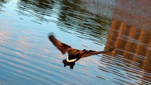 Bird flying over a lake